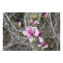 Zoek naar roze magnolia posters Tuin