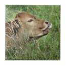 Recherche de bovin carreaux Vache