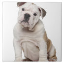 Recherche de bouledogue carreaux Animaux