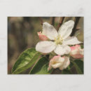 Recherche de morale cartes postales Pour elle