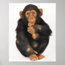 Recherche de chimpanze posters Vertical