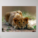 Recherche de roi lion posters Lions