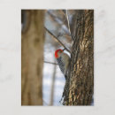Recherche de ventre cartes postales Neige