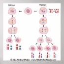 Recherche de mitose posters Biologie