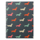 Recherche de teckel poil dur bureau école Dachshund