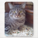 Recherche de domestiqué électronique Chats