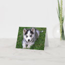 Zoek naar husky puppy kaarten Puppies