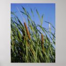 Recherche de cattails posters Herbe