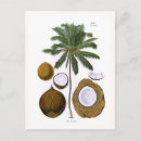 Recherche de cocotier cartes postales Noix de coco