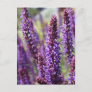 Recherche de fleurs lavande cartes postales Violet