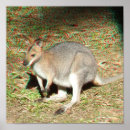 Recherche de kangaroo posters Australie