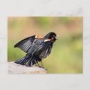 Recherche de chants cartes postales Oiseau