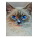 Recherche de de chat siamois posters Chaton