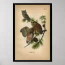 Recherche de petit hibou posters Vintage