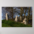 Recherche de loup posters Canada