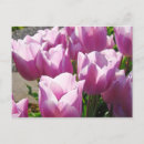 Zoek naar paarse tulpen briefkaarten Kleurrijk