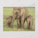 Zoek naar aziatische olifant briefkaarten Indiaan