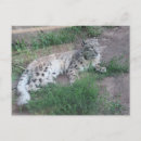 Recherche de animaux sauvages cartes postales Neige