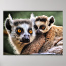 Recherche de lémur posters Animaux