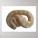 Recherche de python posters Reptile