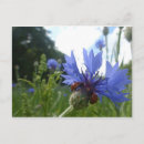Recherche de coccinelle colorée cartes postales Toute personne