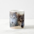 Recherche de sibérien tasses Chiot