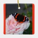 Recherche de papillon ornements Belle