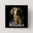 Recherche de teckels badges Chien