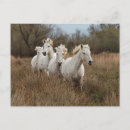 Recherche de cheval de camargue cartes postales Étalon