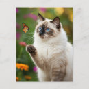 Recherche de chat et papillon cartes postales Pour tous