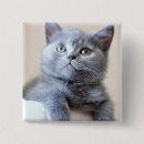 Recherche de chat gris badges Minou