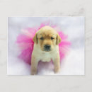 Recherche de de chiot cartes postales Labrador