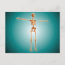 Recherche de système squelettique cartes postales Biologie
