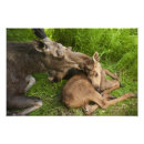 Recherche de orignaux photographie Orignal