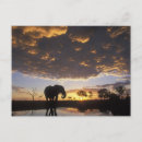 Recherche de chobe cartes postales Faune