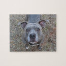 Zoek naar pitbull puzzels Hond