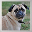 Recherche de carlin mignon posters Chien