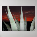 Recherche de agave posters Sud ouest