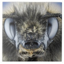 Recherche de bourdon carreaux Insecte