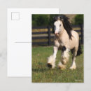 Recherche de gypsy cartes postales Cheval