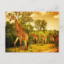 Recherche de sud africain cartes postales Animal