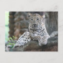Recherche de la vie sauvage cartes postales Léopard