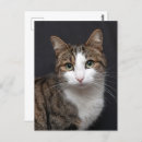 Recherche de maquereaux cartes postales Tabby
