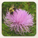 Recherche de chardon dessous de verres Nature