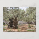 Recherche de oliviers cartes postales Toute personne