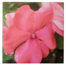 Recherche de macro rose carreaux Photographie