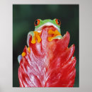 Zoek naar boomkikker posters Reptiel