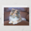 Recherche de persian vœux cartes Calico