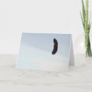 Zoek naar havik posters Veren