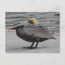 Recherche de pélicans cartes postales Plage